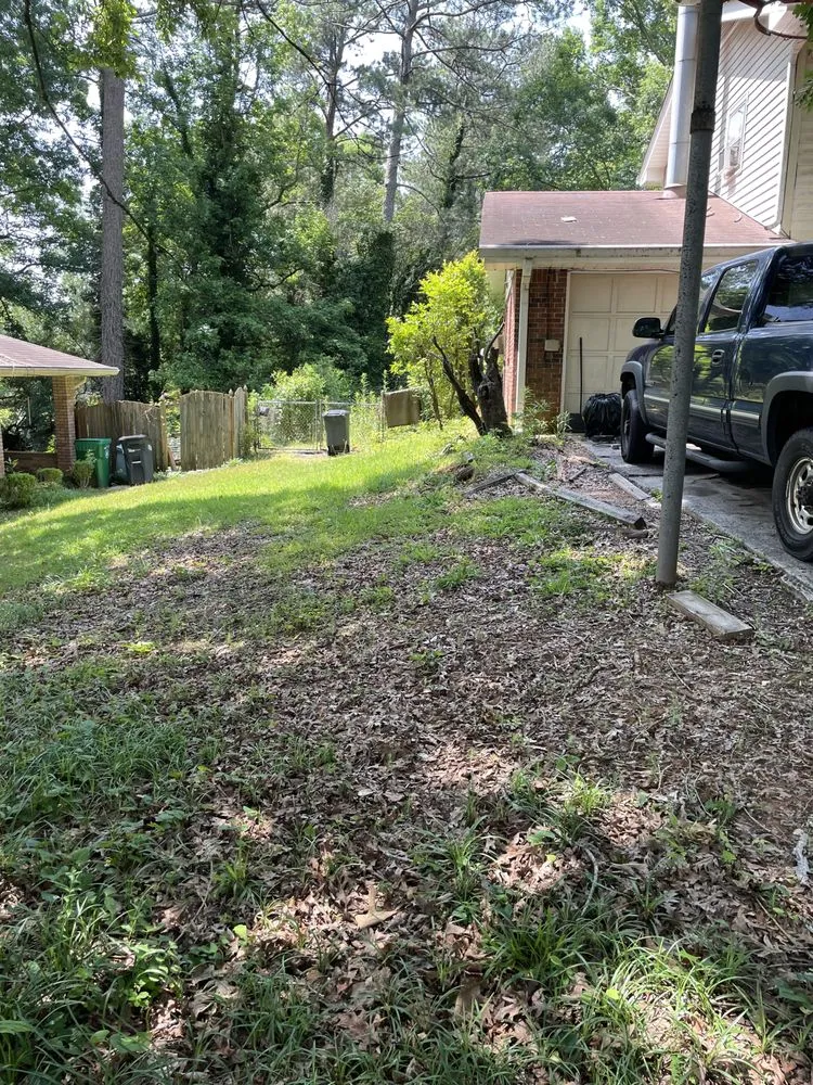 Slide of Hidden Green Leaves