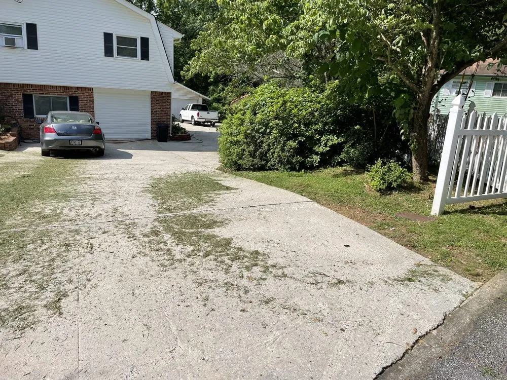 Slide of Hidden Green Leaves