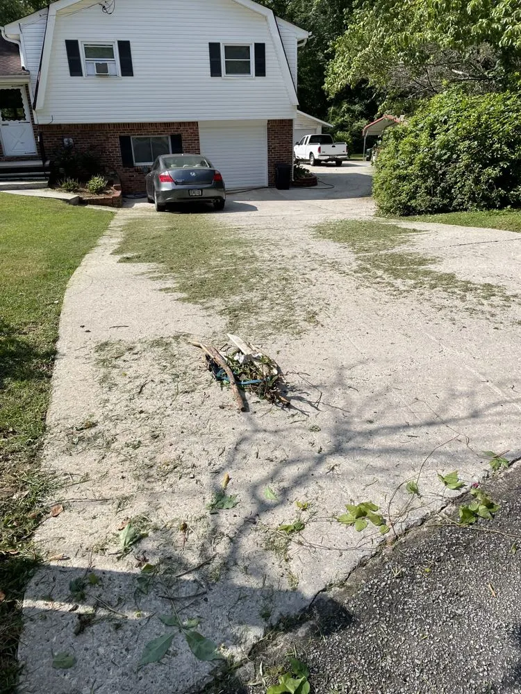 Slide of Hidden Green Leaves