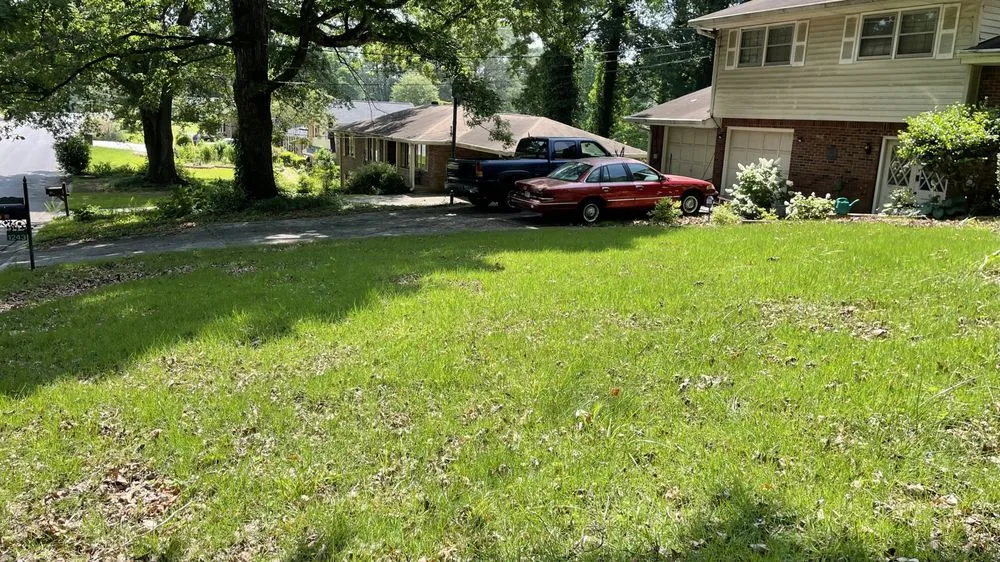 Slide of Hidden Green Leaves