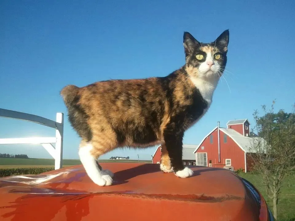 Slide of Hillcrest Farm Handyman Services