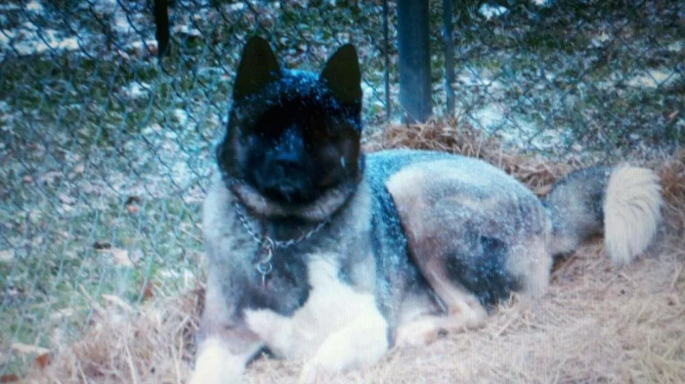 Slide of Hoskins Electric