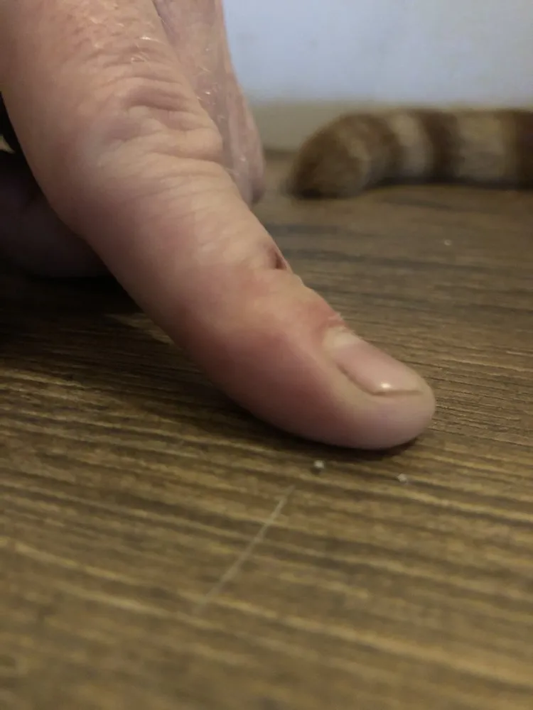 Slide of House Healers