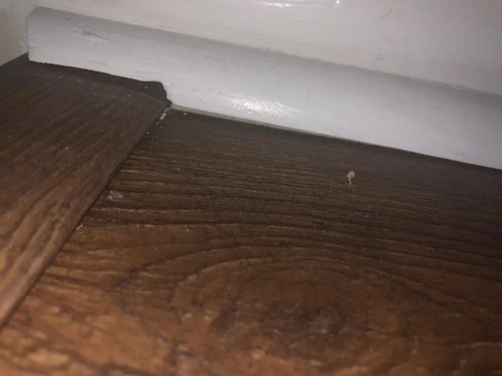 Slide of House Healers