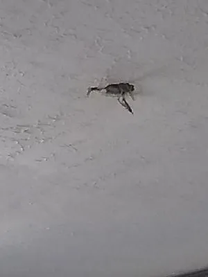 I & C Maintenance & Remodeling Logo