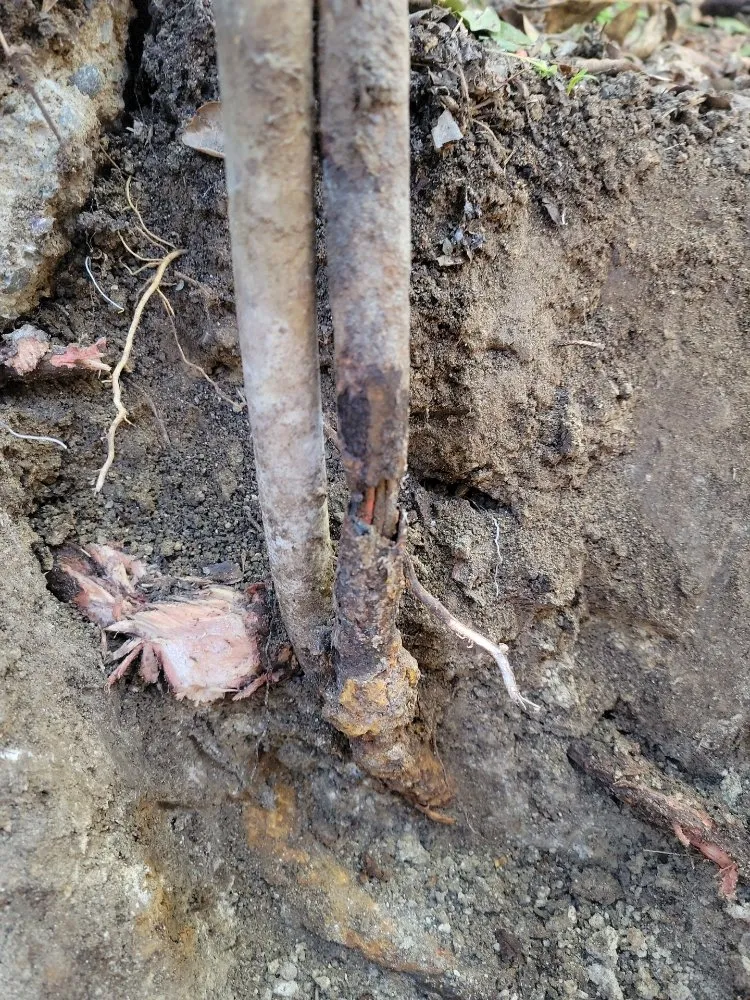 Slide of Image Electric