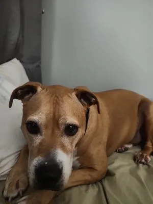 J and J Electric Logo