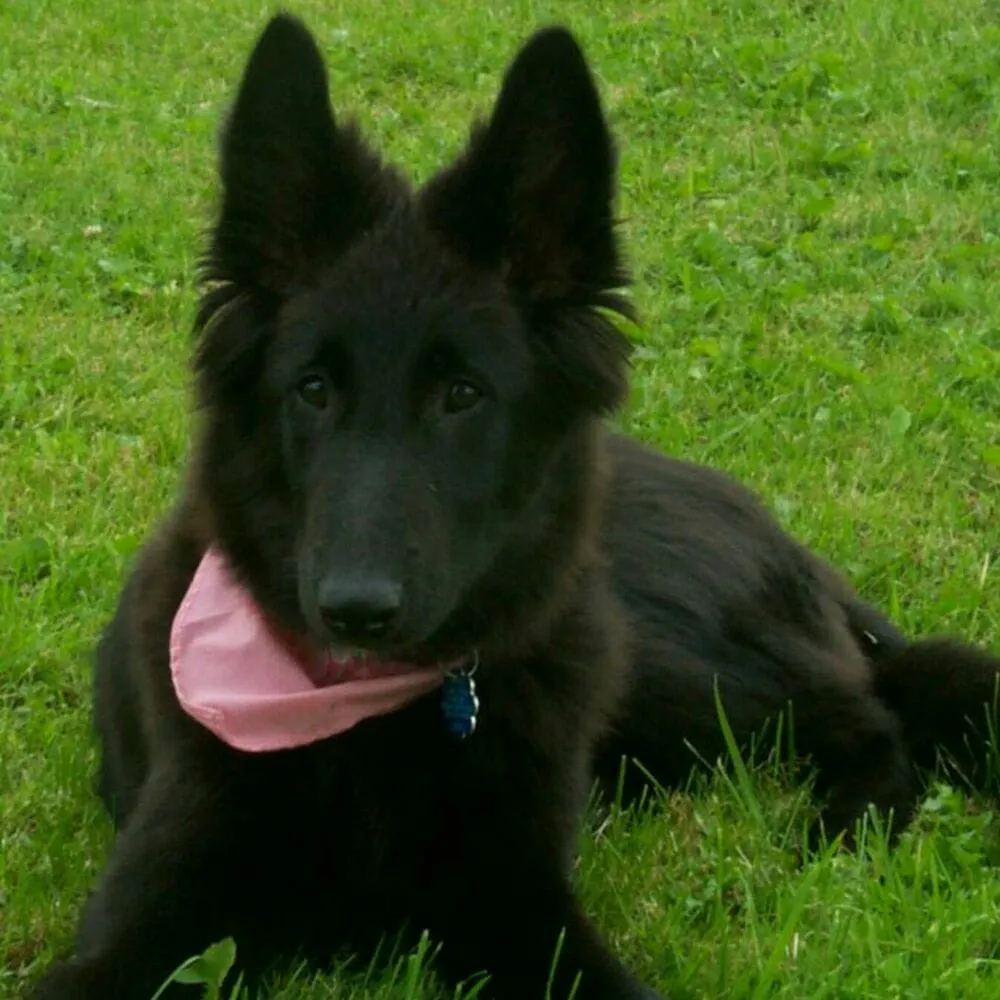 Slide of Jarus Electric