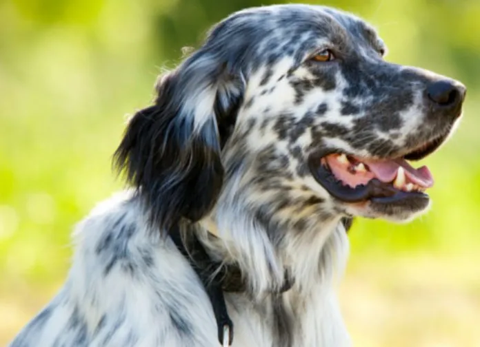 Slide of Jenkintown Electricity