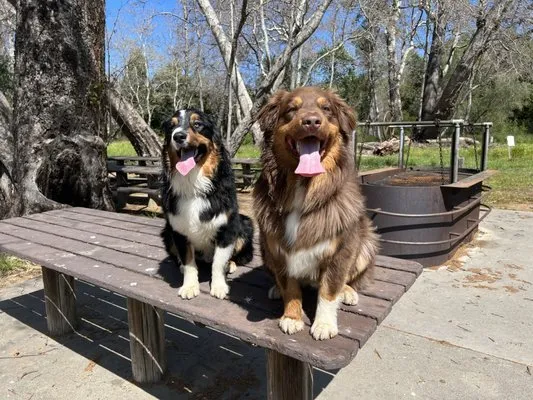 Joe Mc Alexander Electric