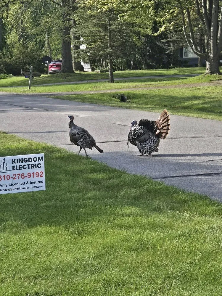 Slide of Kingdom Electric