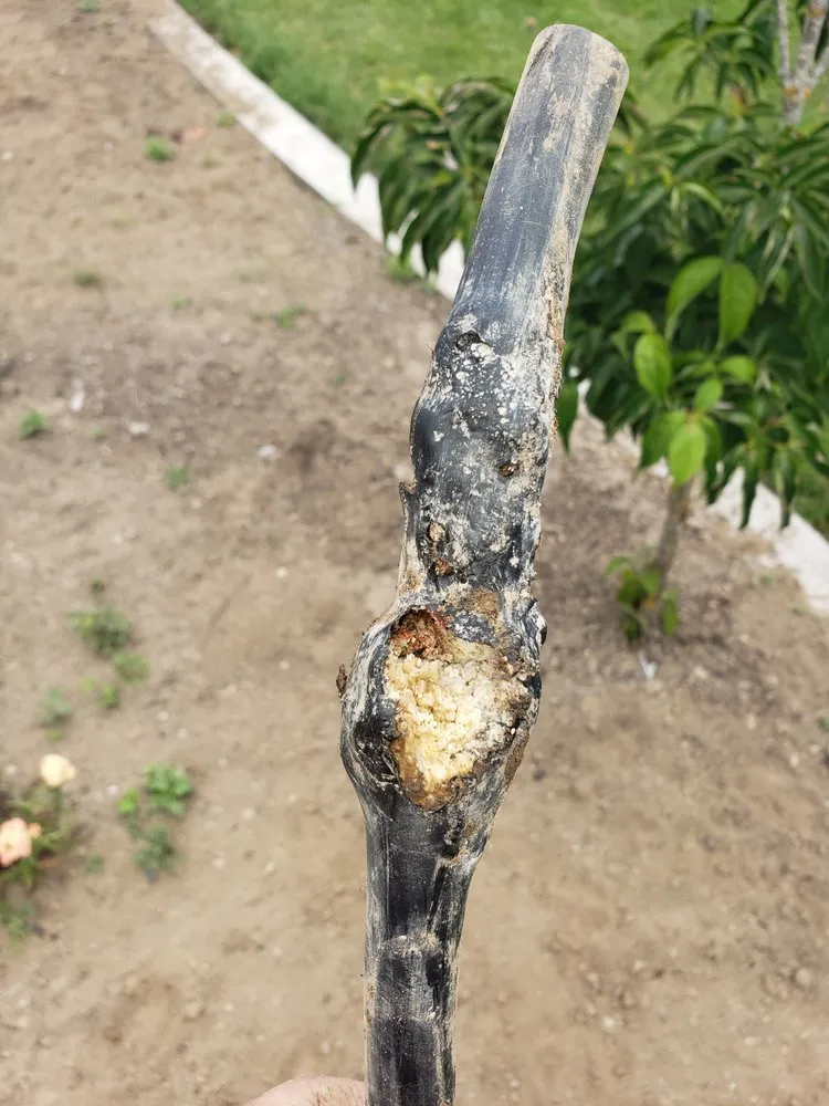 Slide of Krouse's Electric