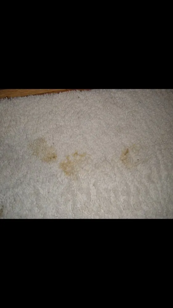 Slide of La Bella Electric