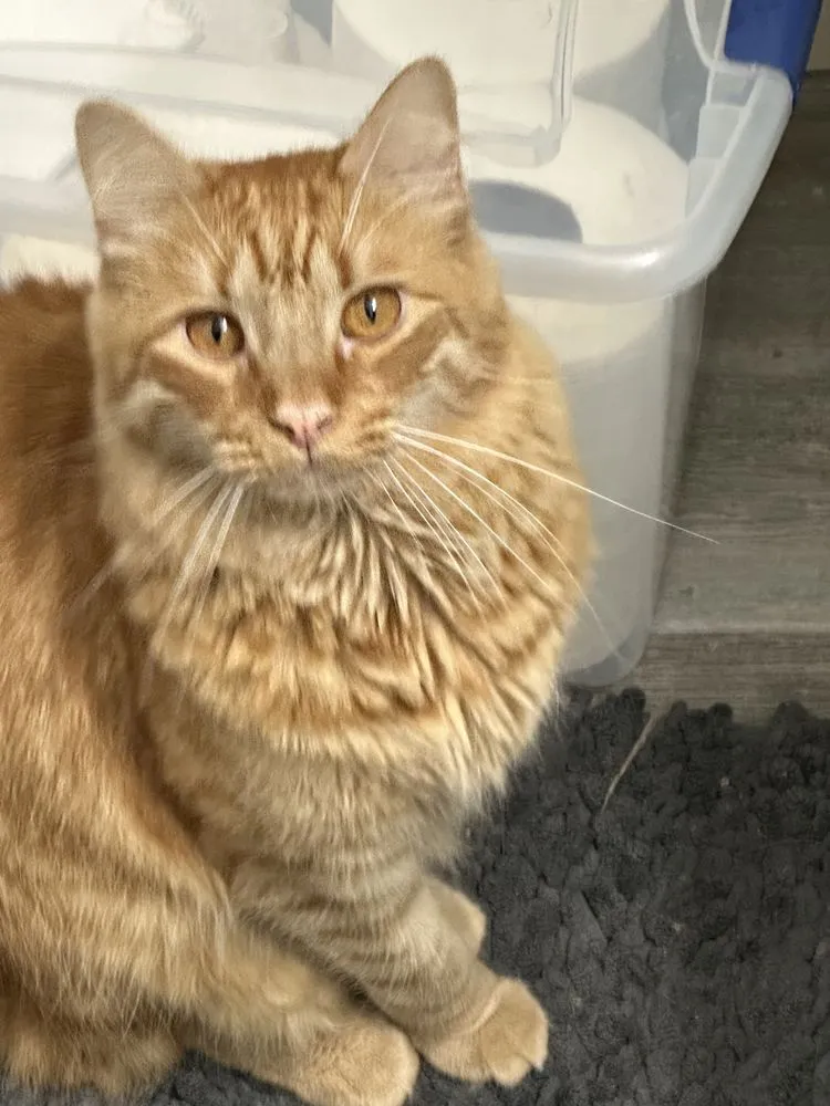 Slide of LDB Handyman