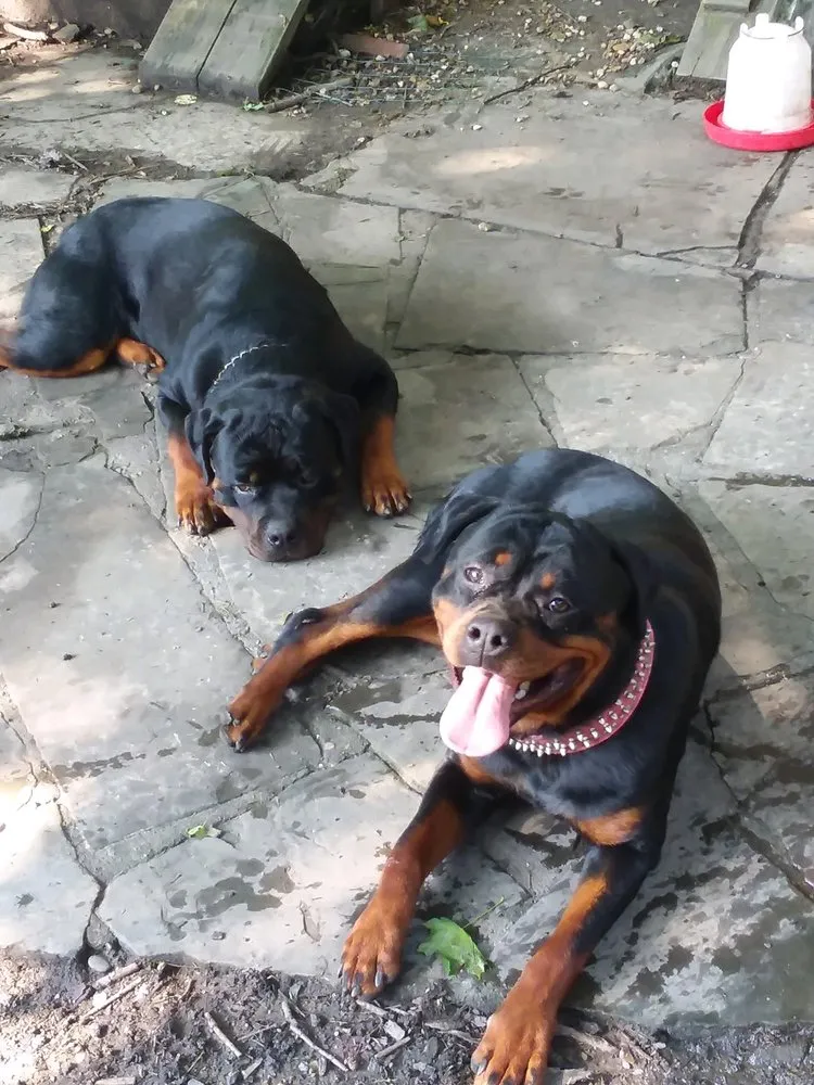 Slide of Leichliter Electric