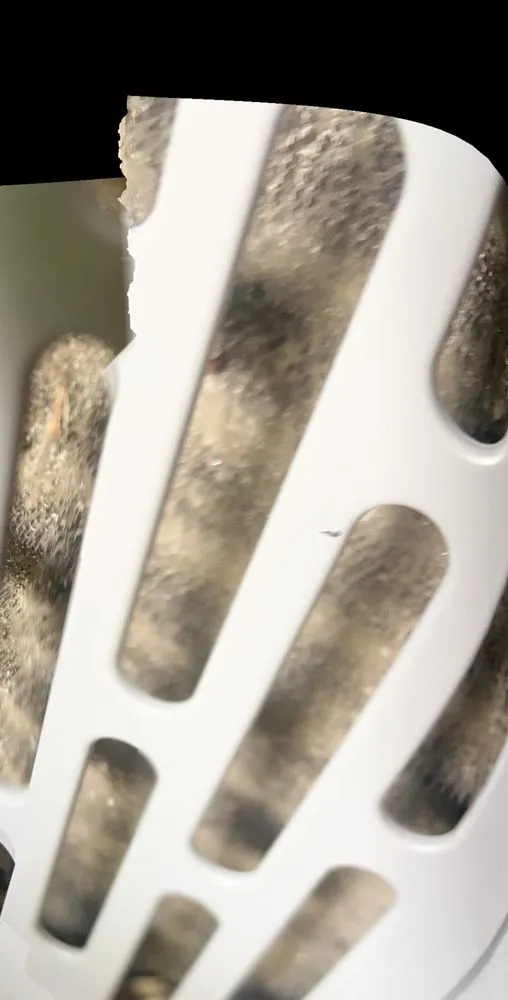 Slide of Local Leo’s Skilled Services