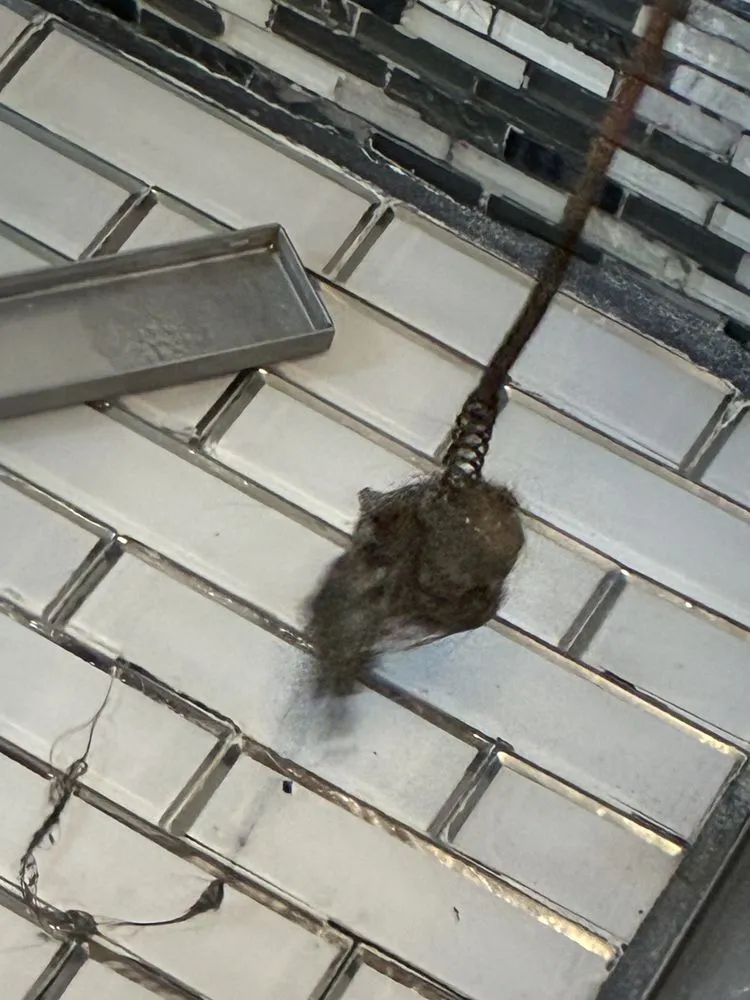 Slide of Local Leo’s Skilled Services