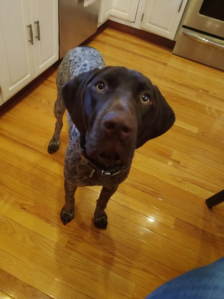 Reliable electrical repair experts serving ,  - Louie Electric & Son