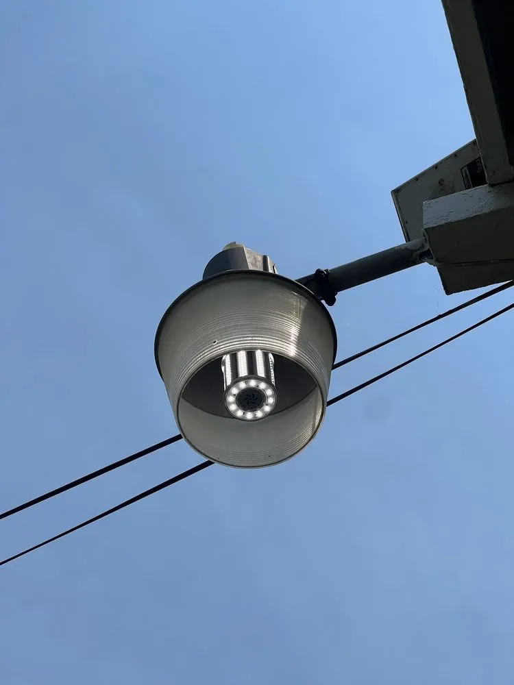 Slide of Lunaria Family Electric