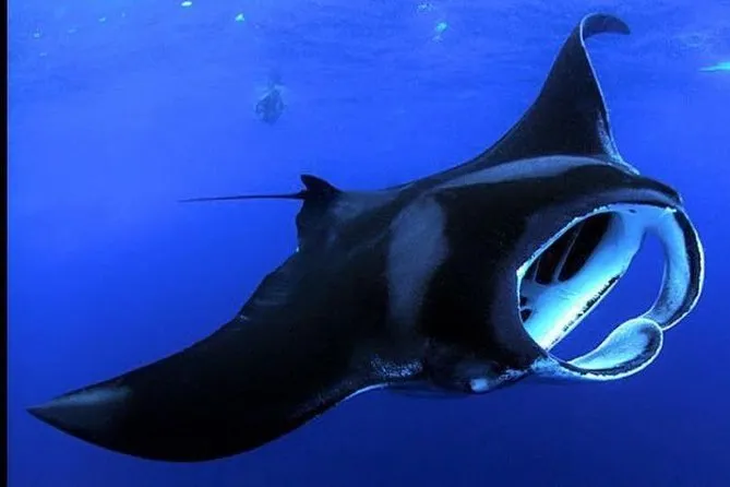 Slide of Maintenance Manta Ray