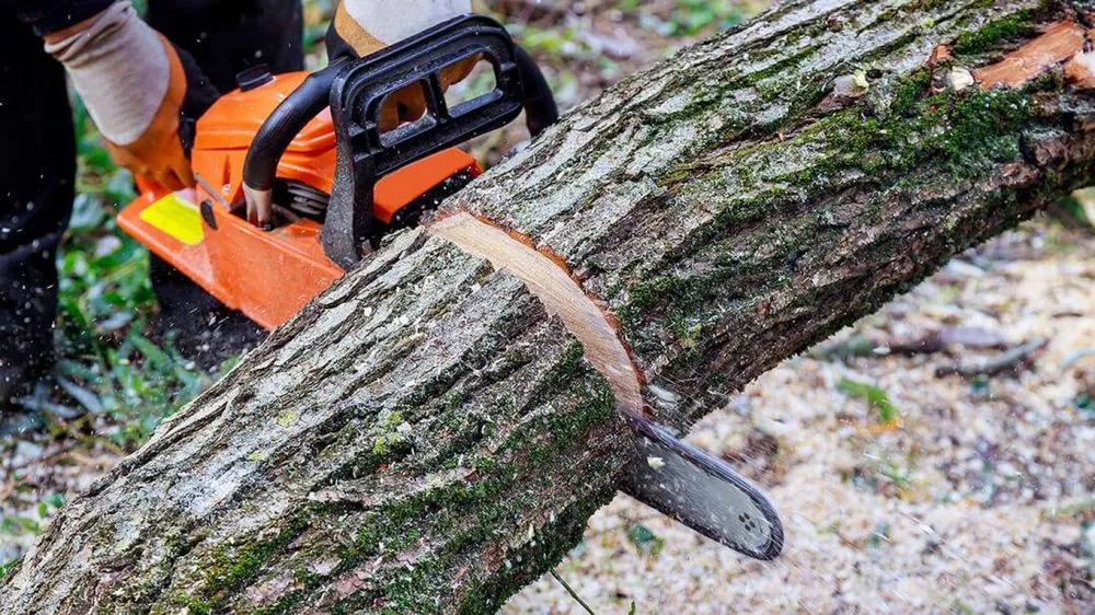 Slide of MH Quality Tree Care and Landscaping Service