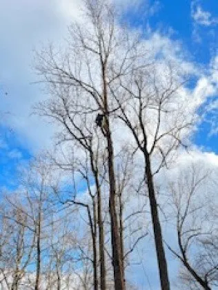 Slide of MH Quality Tree Care and Landscaping Service