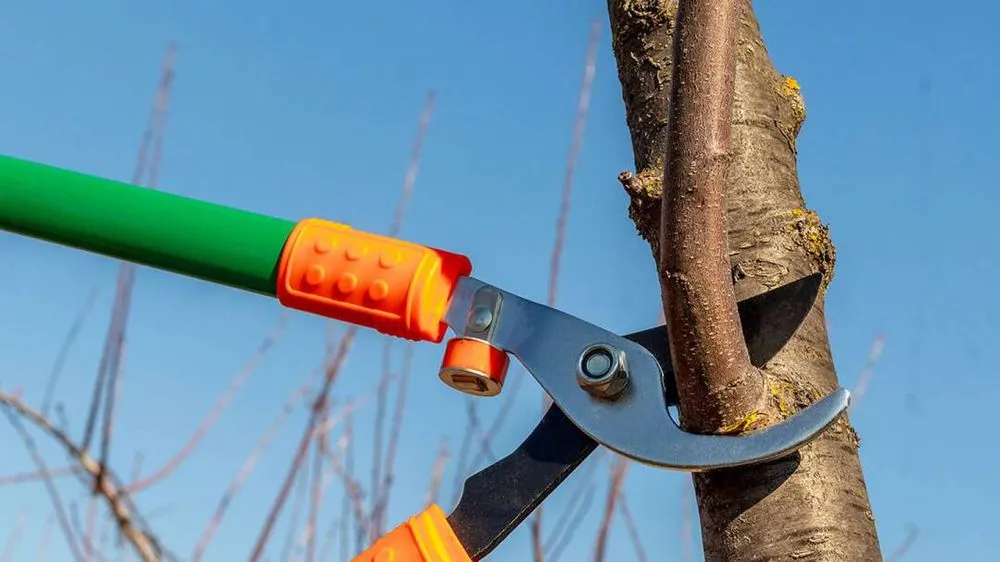 Slide of MH Quality Tree Care and Landscaping Service