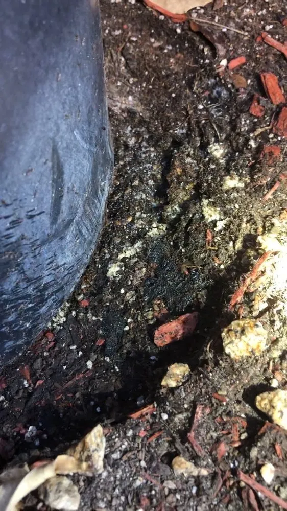 Certified outlet and switch repair service in Lancaster Ca, CA - Modified Habitats