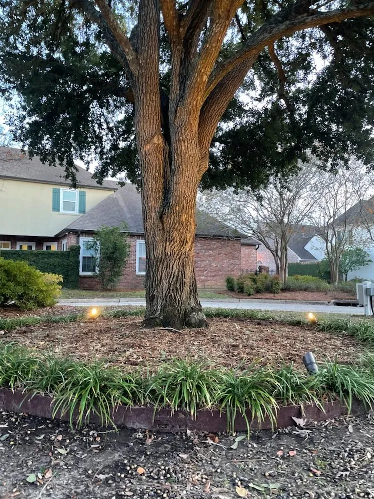 Slide of Nicotri Electric