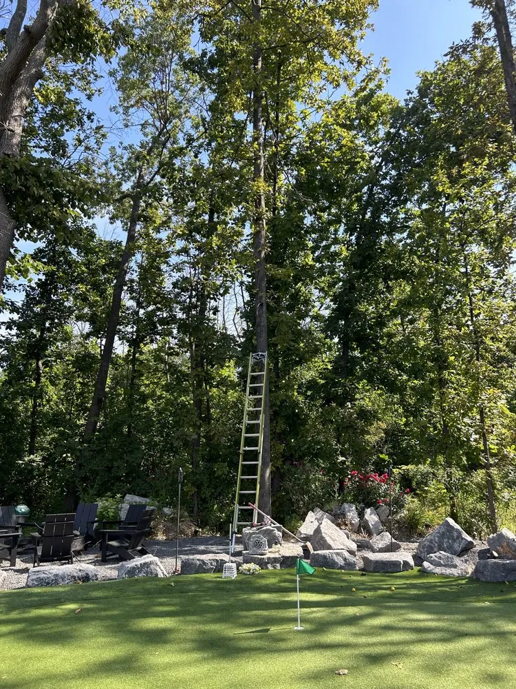 Slide of Nitram Aloe