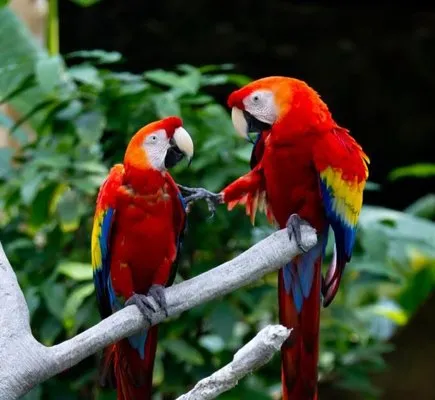 Parrott's Electrical & Custom Lighting Logo