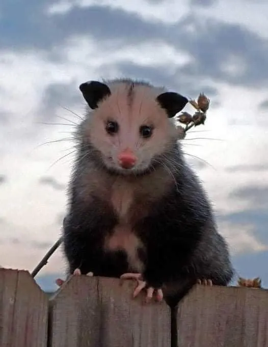 Licensed electrical repair in Wonewoc, WI by Possum