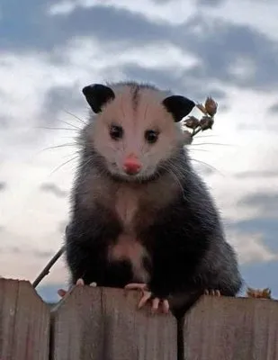 Possum