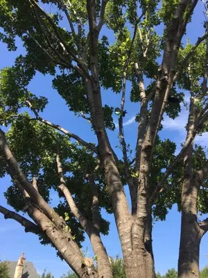 Quality Lighting Logo