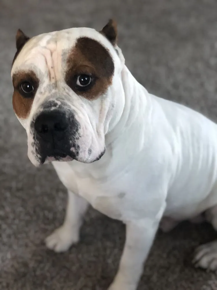 Slide of Recovery Electric