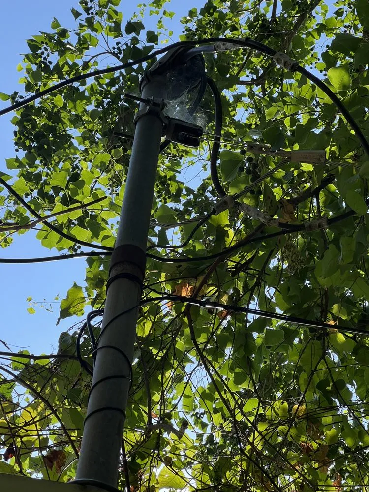 Slide of Red Beard Electric