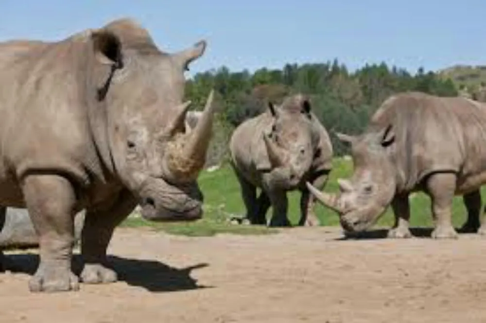 Slide of Rhino's Electric Service