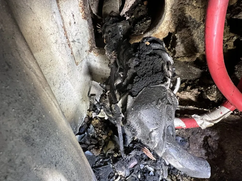 Slide of Rivera and Best Quality Electric