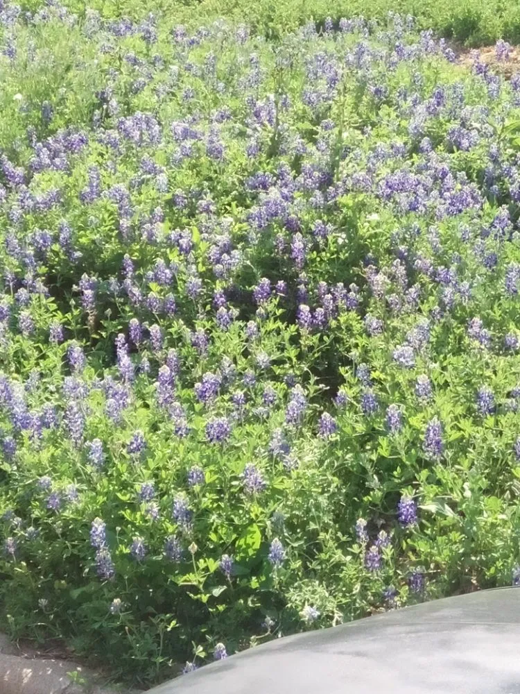 Slide of Screaming Eagle Electric and Remodeling