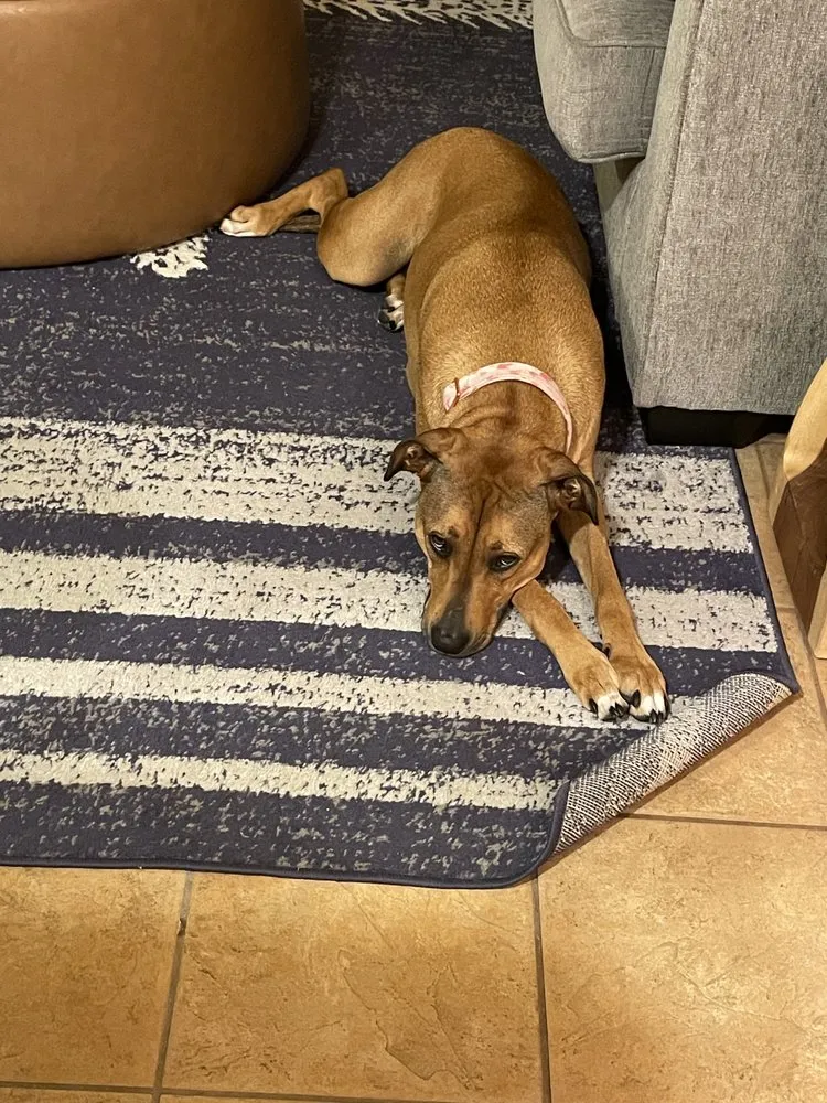 Emergency outlet and switch repair service in , - SHO Services