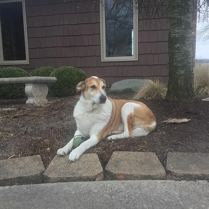 Slide of Shockney Electric