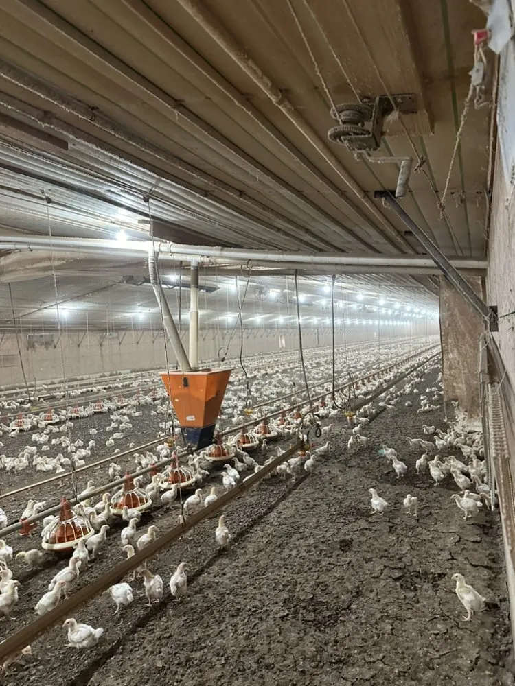 Reliable electrical service for homes in outlet and switch repair,  by 