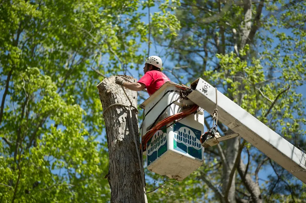 Emergency outlet and switch repair in Hayes, VA by Smokey's Tree & Electrical Service