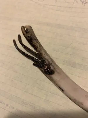 Taylor Electrical Construction Logo