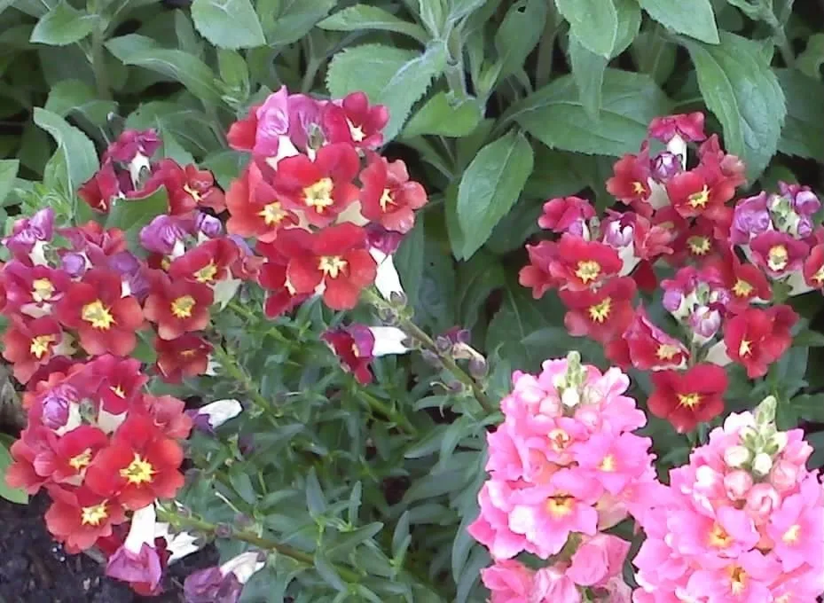 Slide of The Fix-It Man