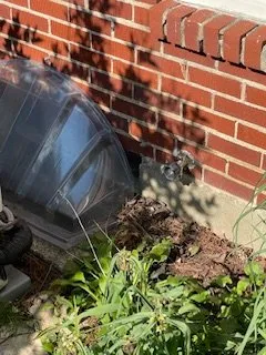 Slide of The Handy Rabbits