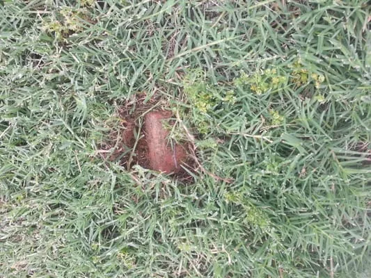 The Loving Group Logo