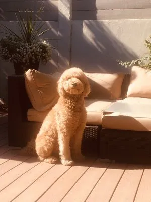 Tom Campbell Electric Logo