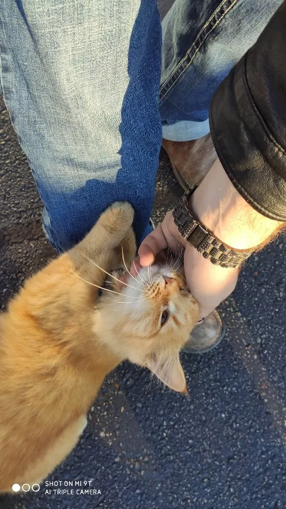 Slide of Tyger Electric