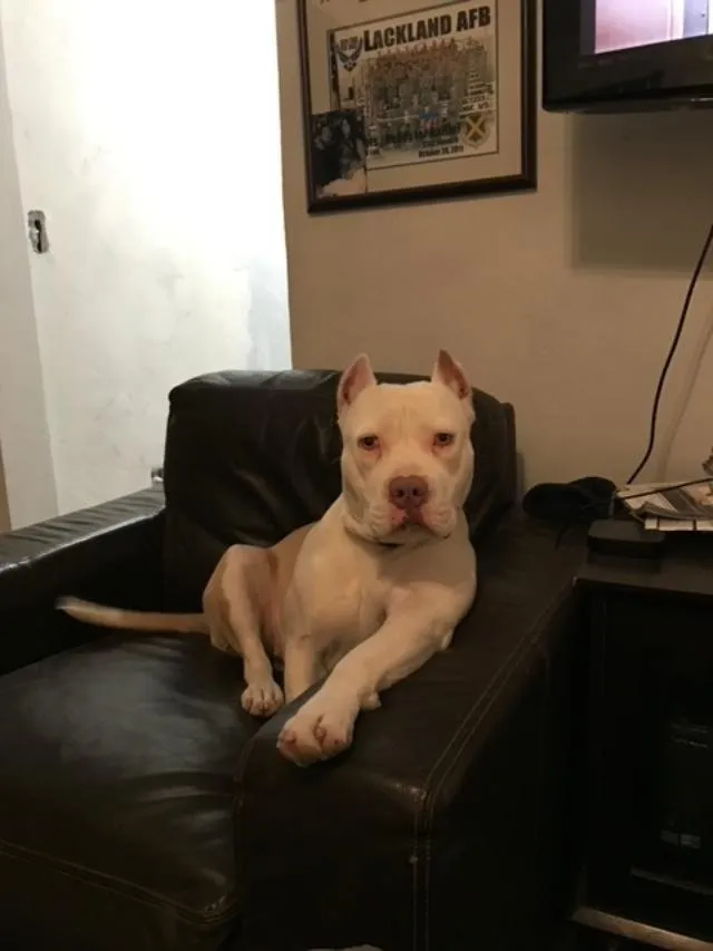 Slide of Villa Electric